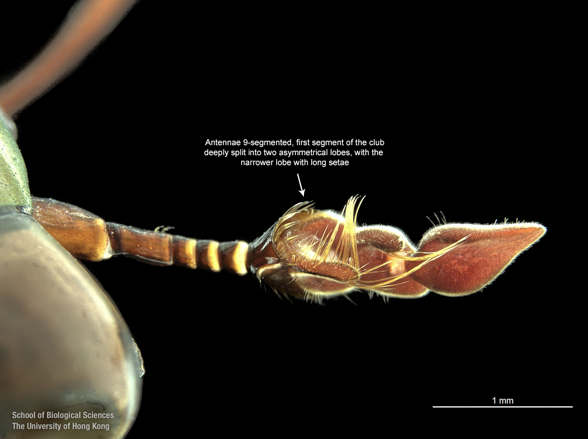 Right antennae